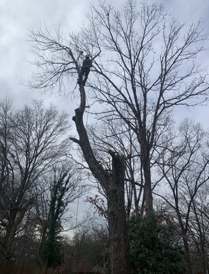 Our climber working on removing the second maple tree