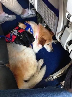 My ESA supported me during my flight in Lufthansa. He was calm and relaxed. He is always calm, though.