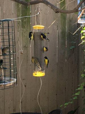 Lesser Goldfinches enjoying Nyjer seed in our mesh Finch Feeder!