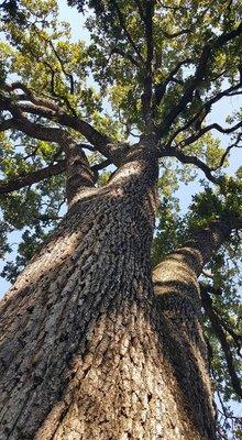 Timber! Tree Service