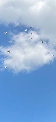 Dove Release Memorial Service