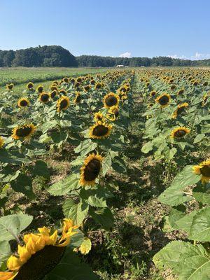 Sunflower patch