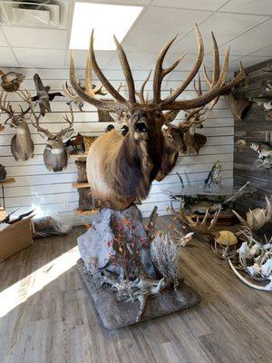 Wildlife Designs Taxidermy