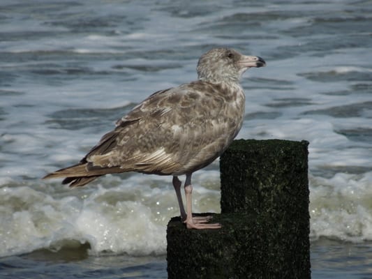 Welcome to the Jersey Shore!