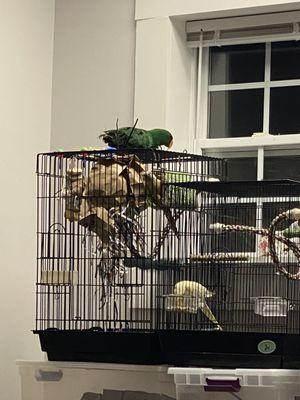 A male eclectus parrot and a female cinnamon Pearl cockatiel. The exlectus is 23 years-old and the cockatiel is 3-years old.