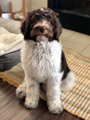 3 month old labradoodle