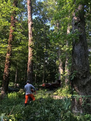 When a tree falls in the forest