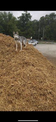 Cyprus mulch great vantage point 10/10