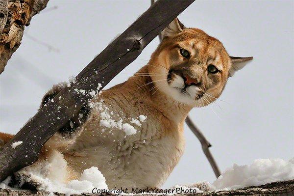 Mountain Lion