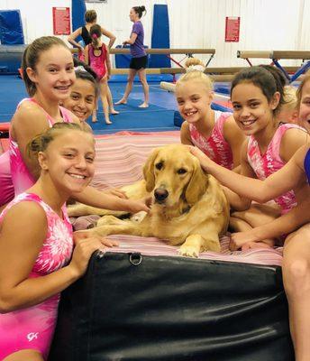 We love our gym pups!!