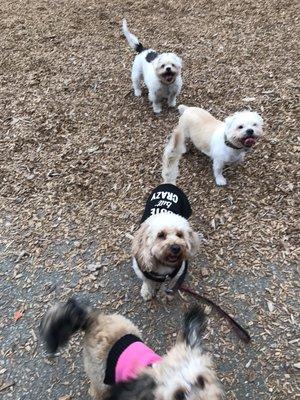 Little guy Play Time. IG-FOGDOG415 #fogdogfrankie