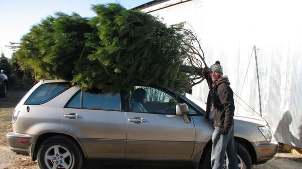 Nature's Best Christmas Trees