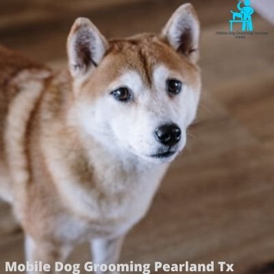 Mobile Dog Grooming Pearland TX