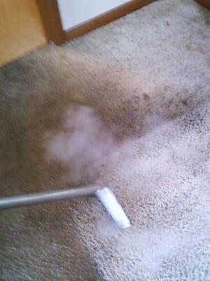 Procare Carpet Cleaning