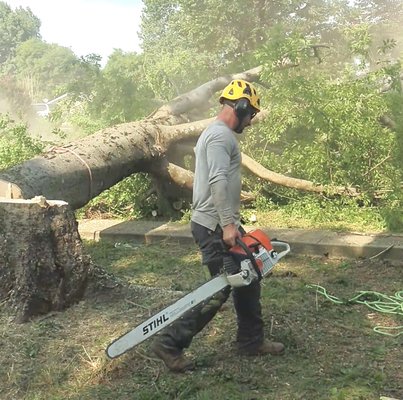 Feeling a 100 ft hackberry between powerlines and a house.