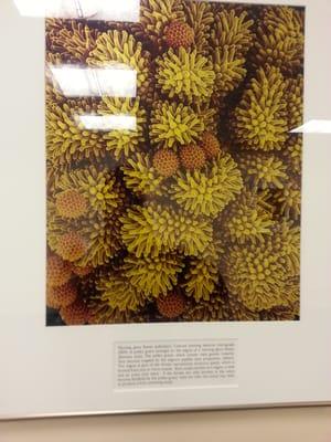 Extreme closeups of various plants outside of the 2nd floor cafeteria