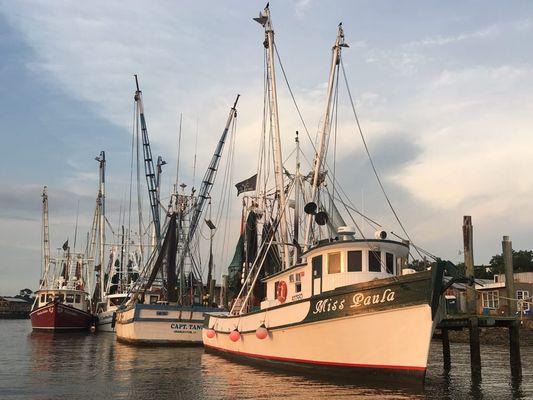 DOLPHIN TOUR AND HISTORY ON SHEM CREEK