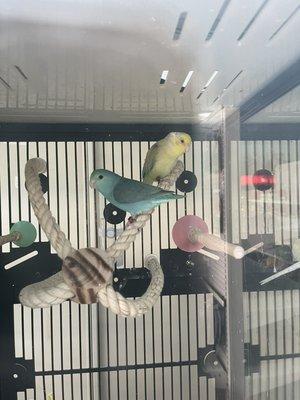 Parrotlets