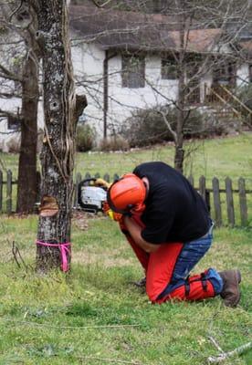 Making the back cut. It's critical that the hinge is the right size for the tree.