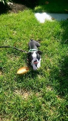 Little man, Bixby, boston terrier