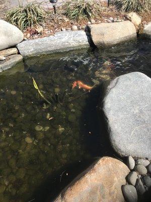 Getting my Koi pond ready, they don't have fish yet so I took a picture of my koi pond. I love it