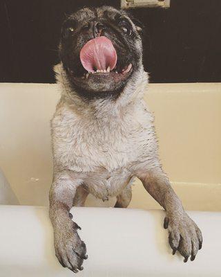 Bath time with our in-home grooming service