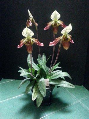 Lady Slipper Orchid