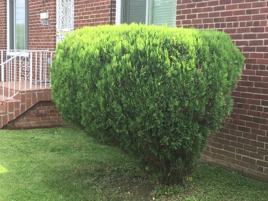 shrub trimming