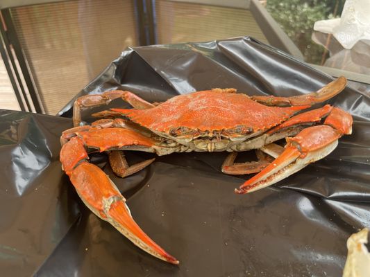 Medium male crabs