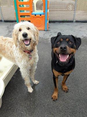 Best Friends Chase and King stop to smile for the camera!