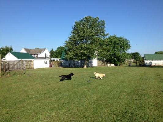 Dogs Playing in one of three fenced fields to which kennels open.