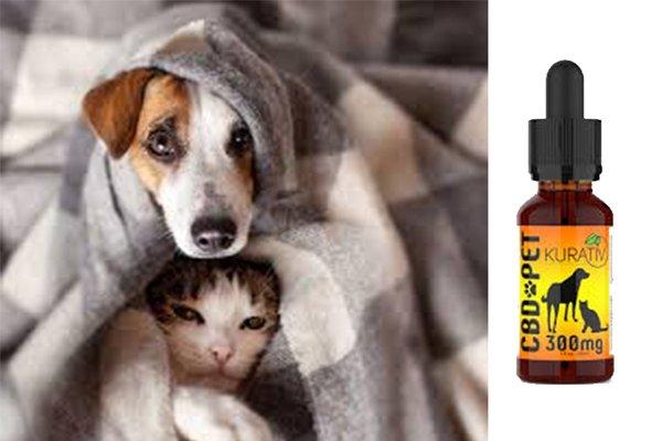 CBD for Pets