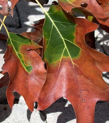 Custom applications to reverse the damage of Bacterial Leaf Scorch.