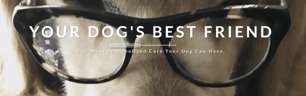 Your Dog's Best Friend