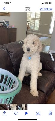 My Goldendoodle before PetSmart Allen masaquared him. Unbelievable!