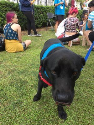 Paws and Relax, therapy dogs say hi to Ringling students