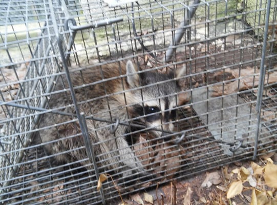 Raccoon Removal