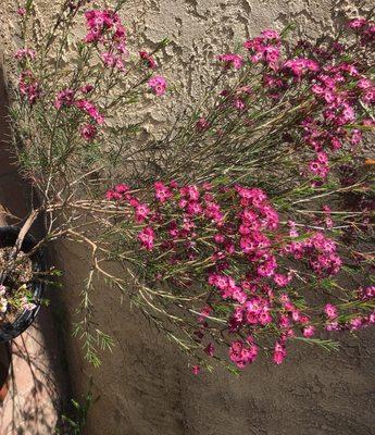 Australian Native Plants Nursery