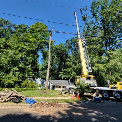 Tree Removal with a crane in McLean, VA with our friends at Fairfax Crane (highly recommended).