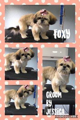 Hair Of The Dog Pet Grooming