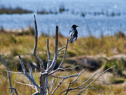 Edwin B. Forsythe National Wildlife Refuge