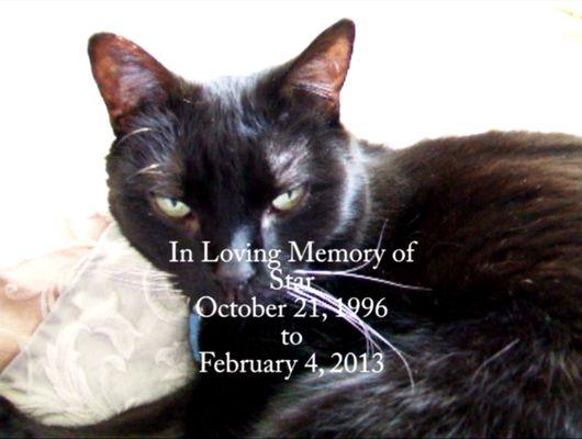 Pet memorial video