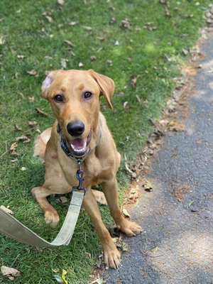 Finn enjoying a beautiful day