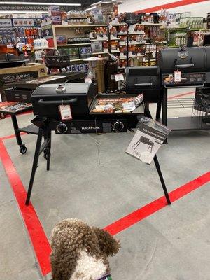 Cleo checking out the grills