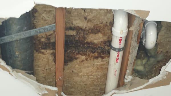 Mold inspection Kenosha : Water Damage from a shower leak and black mold developed