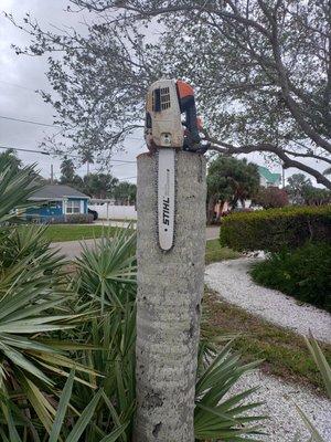 Dead queen palms removal in a park.