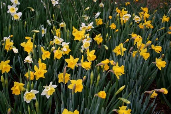 Different varieties of daffodil bulbs bloom at various times for constant color