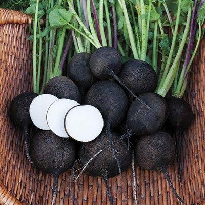 Black Nero Tondo Radishes