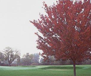 Fall Golf