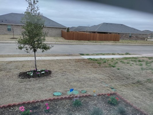 You can see our yard a few weeks after being sprayed for weeds and our neighbors yard to the right who has not been sprayed.